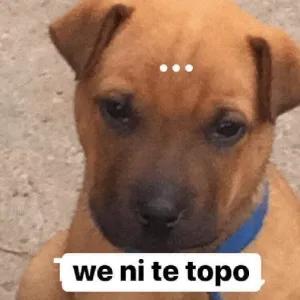 we nite topo - getsticker.com