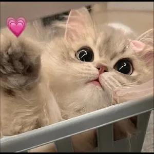 QGFglk
