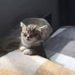 Funny Animals Gif