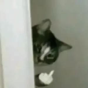 9qZbfL
