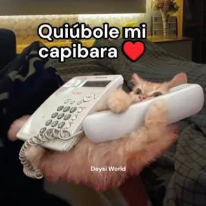 Quiúbole mi capibara - getsticker.com