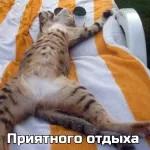 спокойной ночи