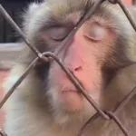 STAR WARS A NEW HOPE