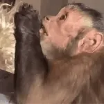 Haga clic para ver el código de recogida:qki69bs