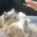 Funny Animals Gif