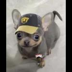 PUMAS