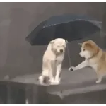 Emoticones populares3