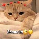 hello