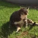 Funny Animals Gif