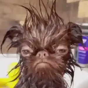 bWwuMV