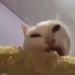 Pussy Cats