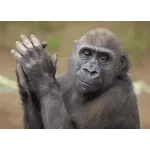 Jajajajajajaja que gracioso