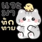 แมวมาร์คัส V.3 : HNY