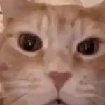 ¡Ven a elegir un gatito!