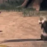 стикеры 