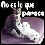 animales