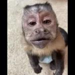monito 