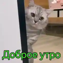 мои стикеры