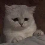 HOW TO
SLAP SOMEONE
THROUGH
THE INTERNET