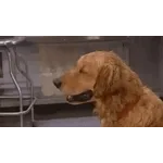 #SupervivenciaVeraniega"