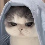 kucing ngambek 