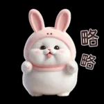 Meow Rabbit