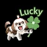 西施迪迪 (日常生活及問候篇)