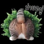 แมวถังแกสอ้วนตุ้บ 03