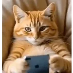 You can't be serious