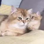 Video Cats