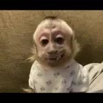 monito 