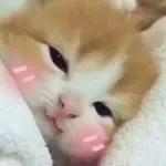 Meow
                            ƐℓεѕιƧ 🍪