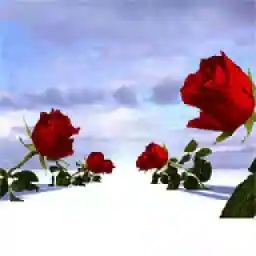 جديد