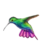 colibrí 