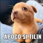 Anotado