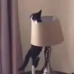 Videocats