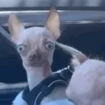 SIUUUU