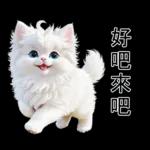 白色的貓尤其可愛
