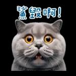 起肖貓貓★台語卡唬爛!