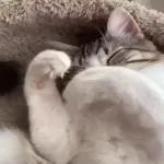 Video Cats
