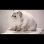 Videocats