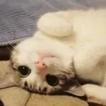 Meow
                            ƐℓεѕιƧ 🍪