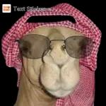 مع سلامه باي باي