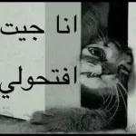 تافل