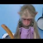 Monkeys
                            Get buck