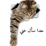 صديق، هذا طاح منك