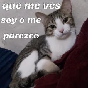 TFynRx