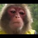 Monkeys
                            Get buck