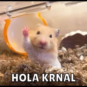 HOLA KRNAL - getsticker.com