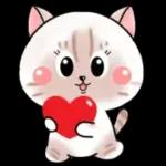 Cats! For reply